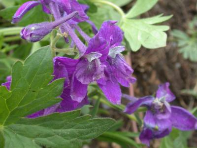 Upland Larkspur (Delphinium nuttallianum)