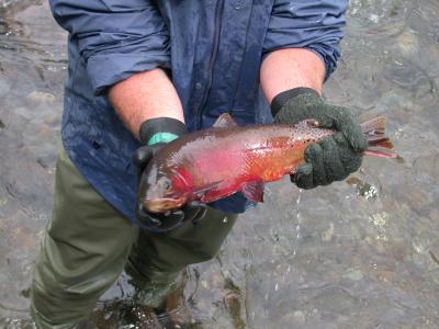 Gorgeous spawning colors.