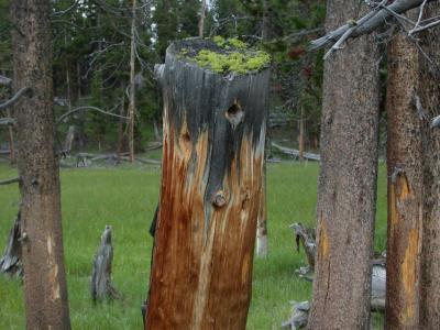 Moss on a tree trunk