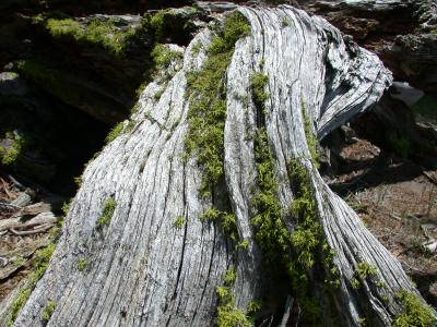 Moss on a fallen tree trunk