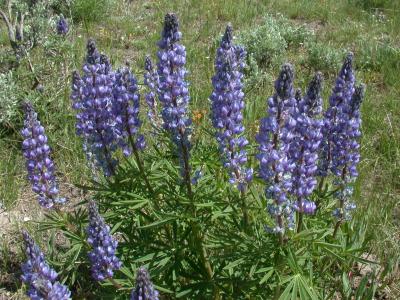 Lupine