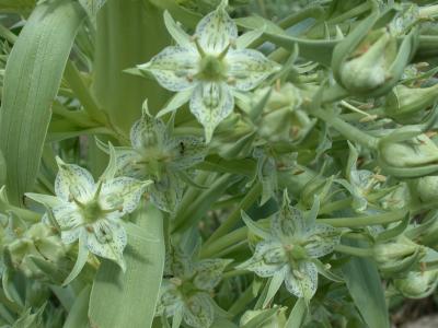 Showy Green Gentian