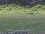 Same wolf.