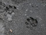 Tracks on Yellowstone Lake beach, Pelican Creek Nature Trail.