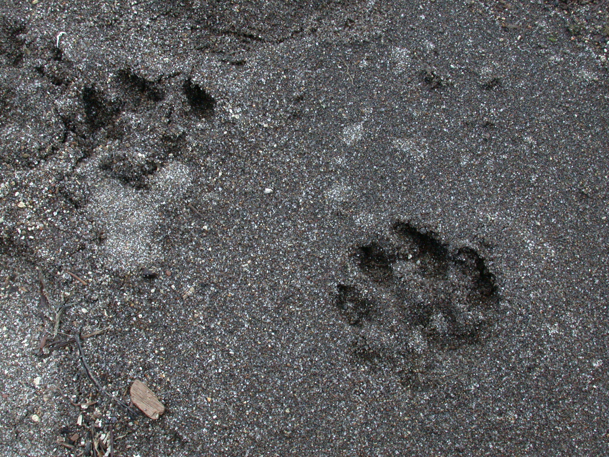 Tracks on Yellowstone Lake beach, Pelican Creek Nature Trail.