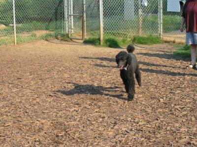 Maggie at the dog park 1