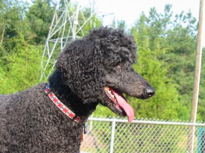 Maggie at the dog park 2