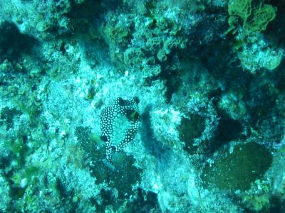 Smooth Trunkfish