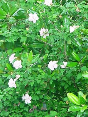 Camellias.jpg