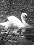 BWSwan.jpg