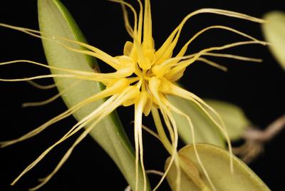 cirrhopetalum Vaginatum 04