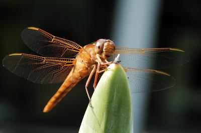 flame skimmer 03