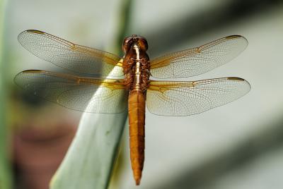 flame skimmer 06