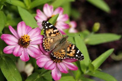 painted lady 07