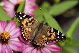 painted lady 01