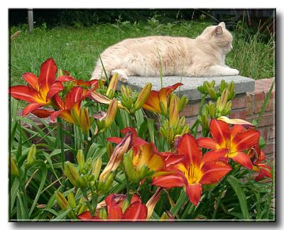 Turbo and the Daylilies