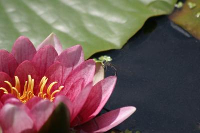 water_lily.jpg