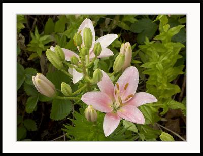 pink-lily.jpg