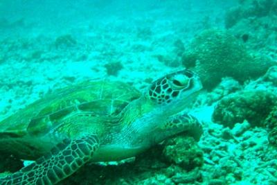 Arabian Gulf Turtle1.jpg
