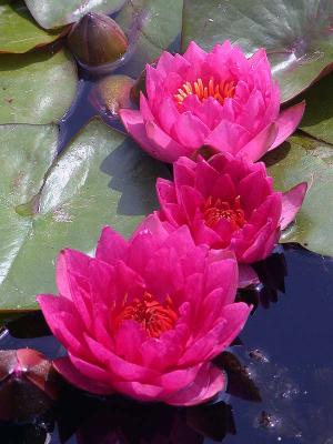 redlilliesDSCN0726.jpg