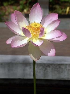 lillyandpodDSCN0722.jpg