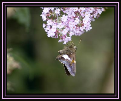 Butterflys Are Free