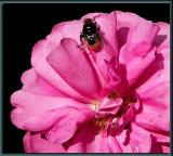 24-70mmBumbleRugosa