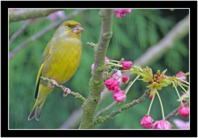 greenfinch.jpg