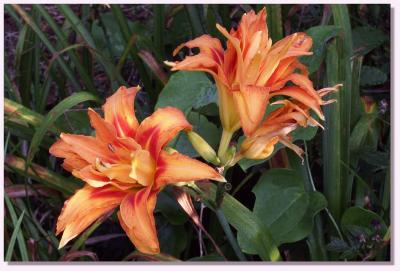 Tiger Lily, daylily #2