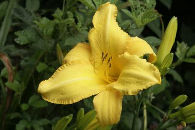 yellow daylily #1