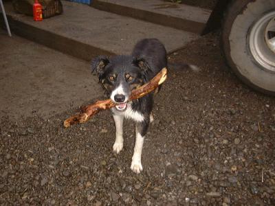 u30/bolli/medium/18715132.DSC00089.jpg
