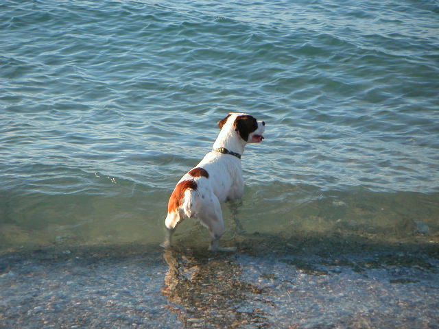 milo frolics!