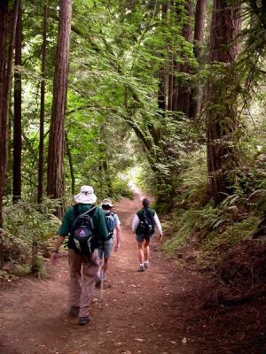 Hiking under the 2nd growth redwoods