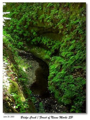 The narrow, fern covered canyon.