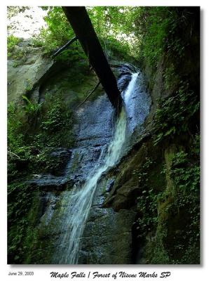 Maple Falls