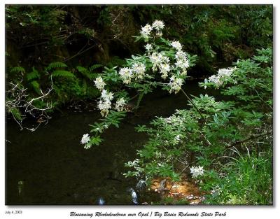 Rhododendron blossoming over the Opal Creek