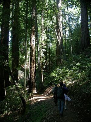 The group hiking thru the redwoods