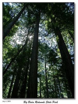 Looking up at the redwoods