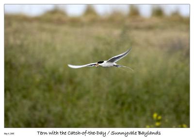 Catch of the Day - Sunnyvale Baylands