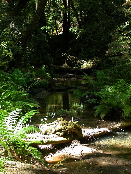 Timms Creek