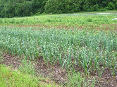 The Garlic Field