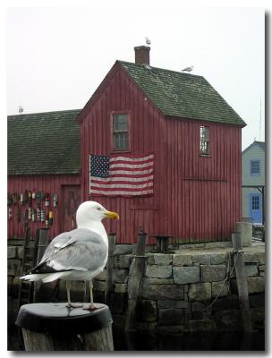 Rockport Gull