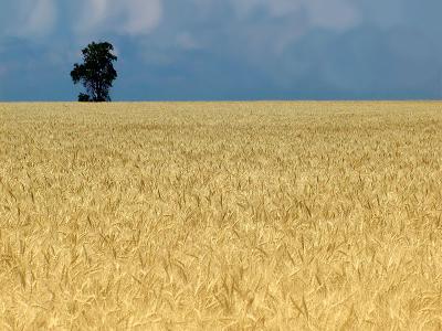 wheat field.jpg