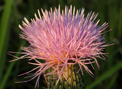 thistle.jpg