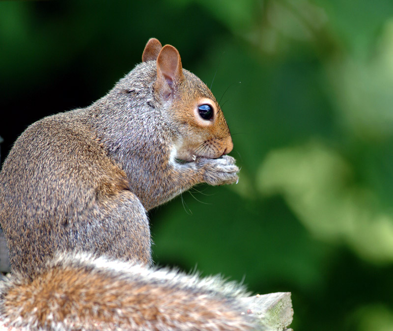 squirrel2.jpg