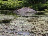 Beaver-pond.jpg