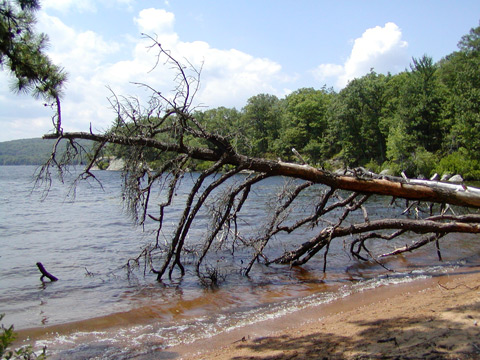 Dead-pine-in-lake.jpg