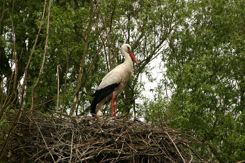 Storks on nest