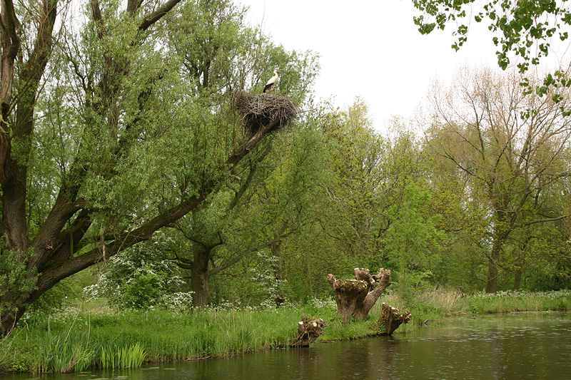 Stork nest