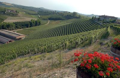 Vineyard of Fontanabianca